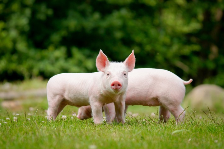 Pigs could look so cute...