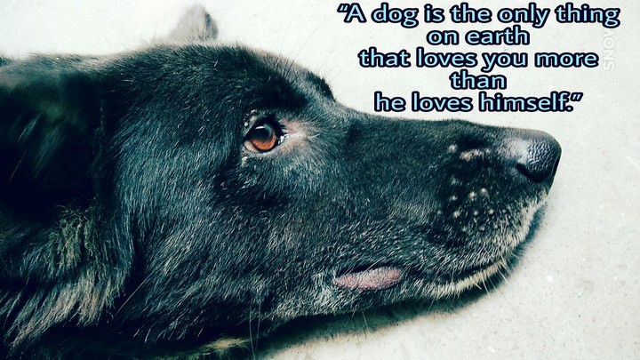 sad dog