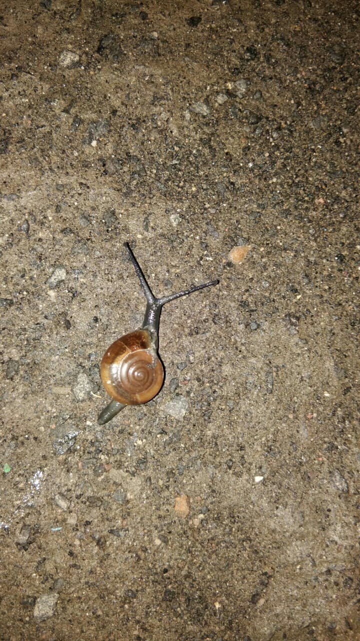 snail