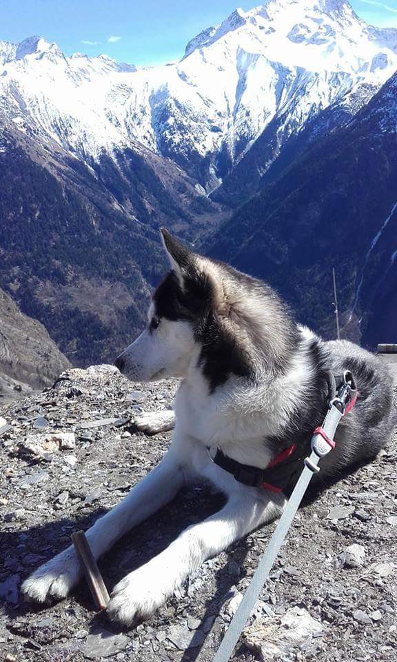 Dog snow