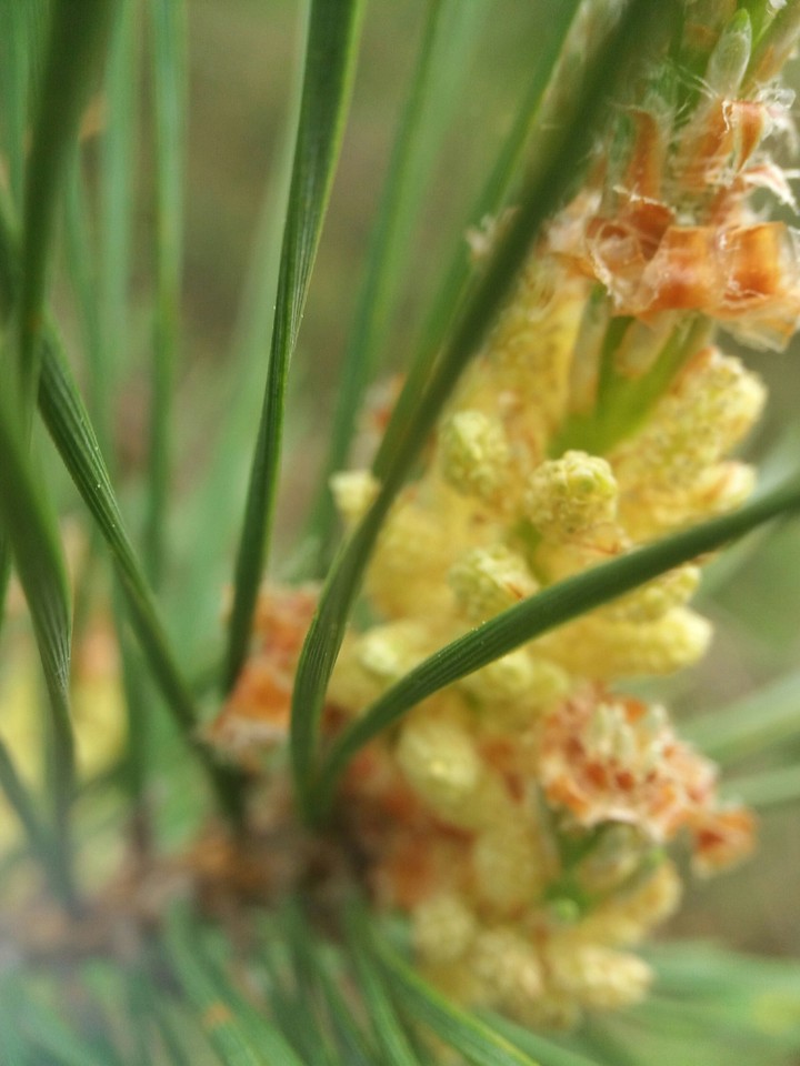 Pinus sylvestris