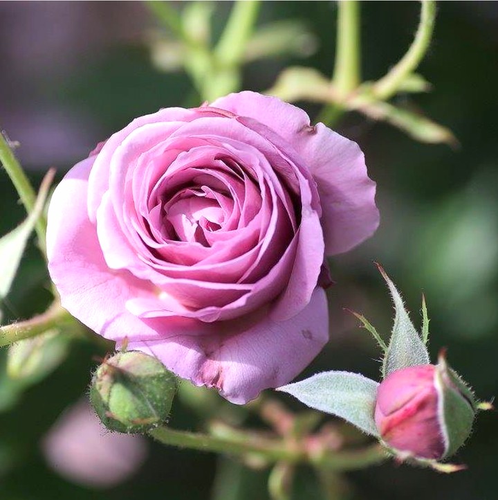 Light purple