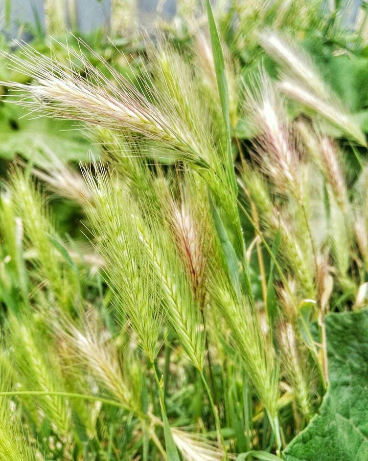 Grass