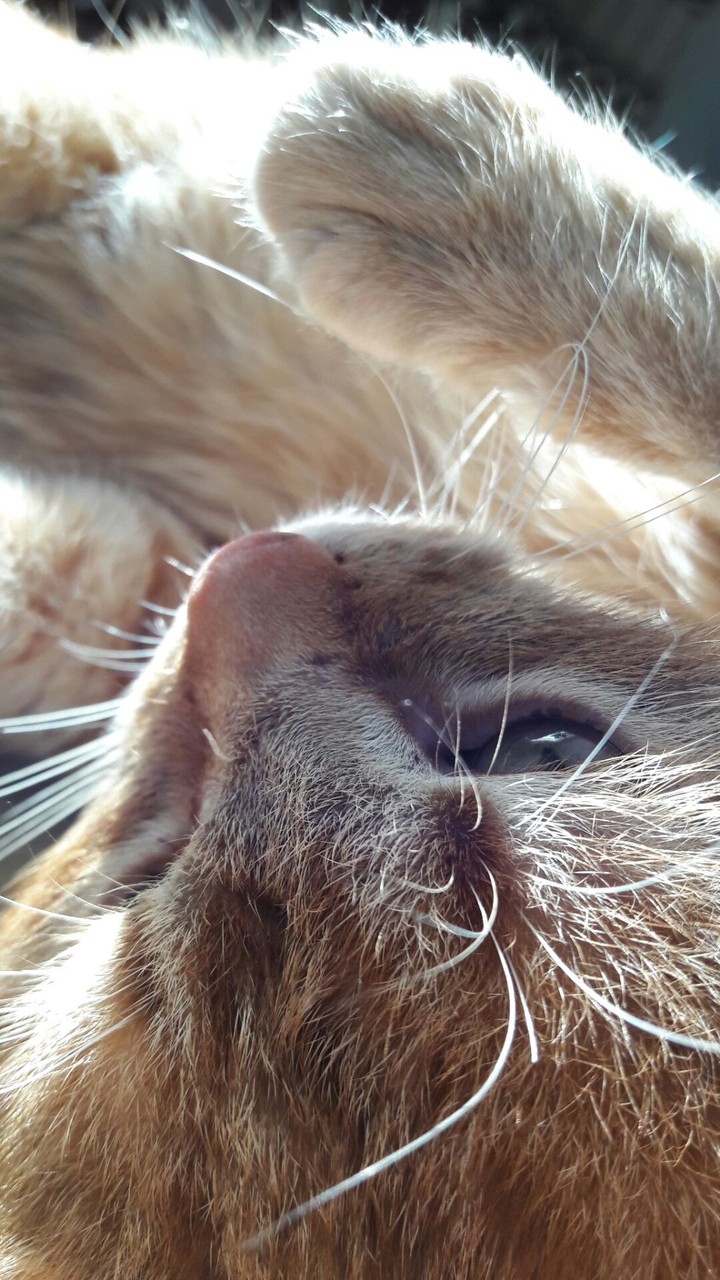 cat
