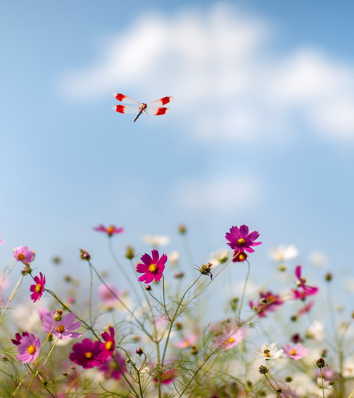 Cosmos