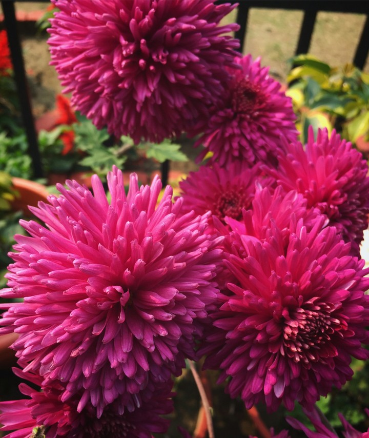 flower