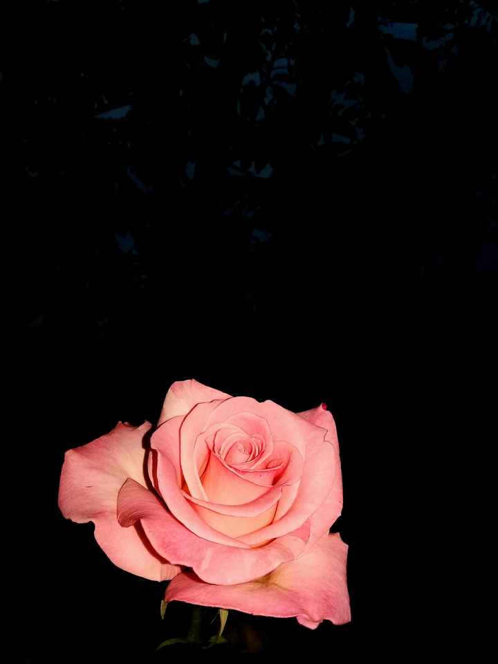 rose