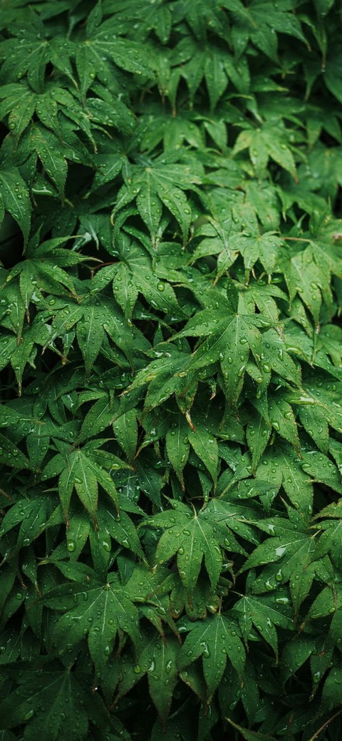 Close-up, herb wallpapers