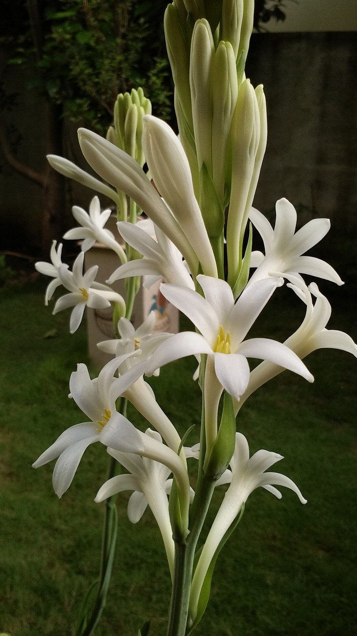 tuberose