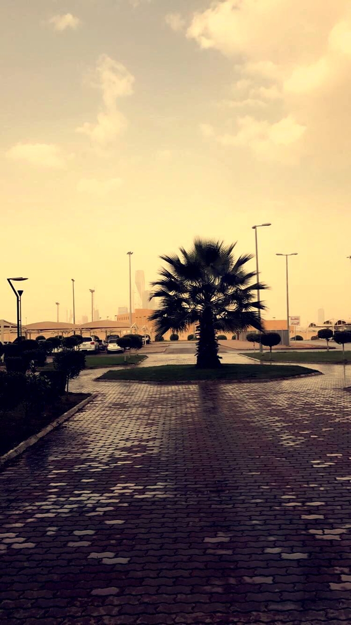 Palm