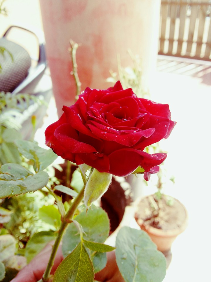 Rose