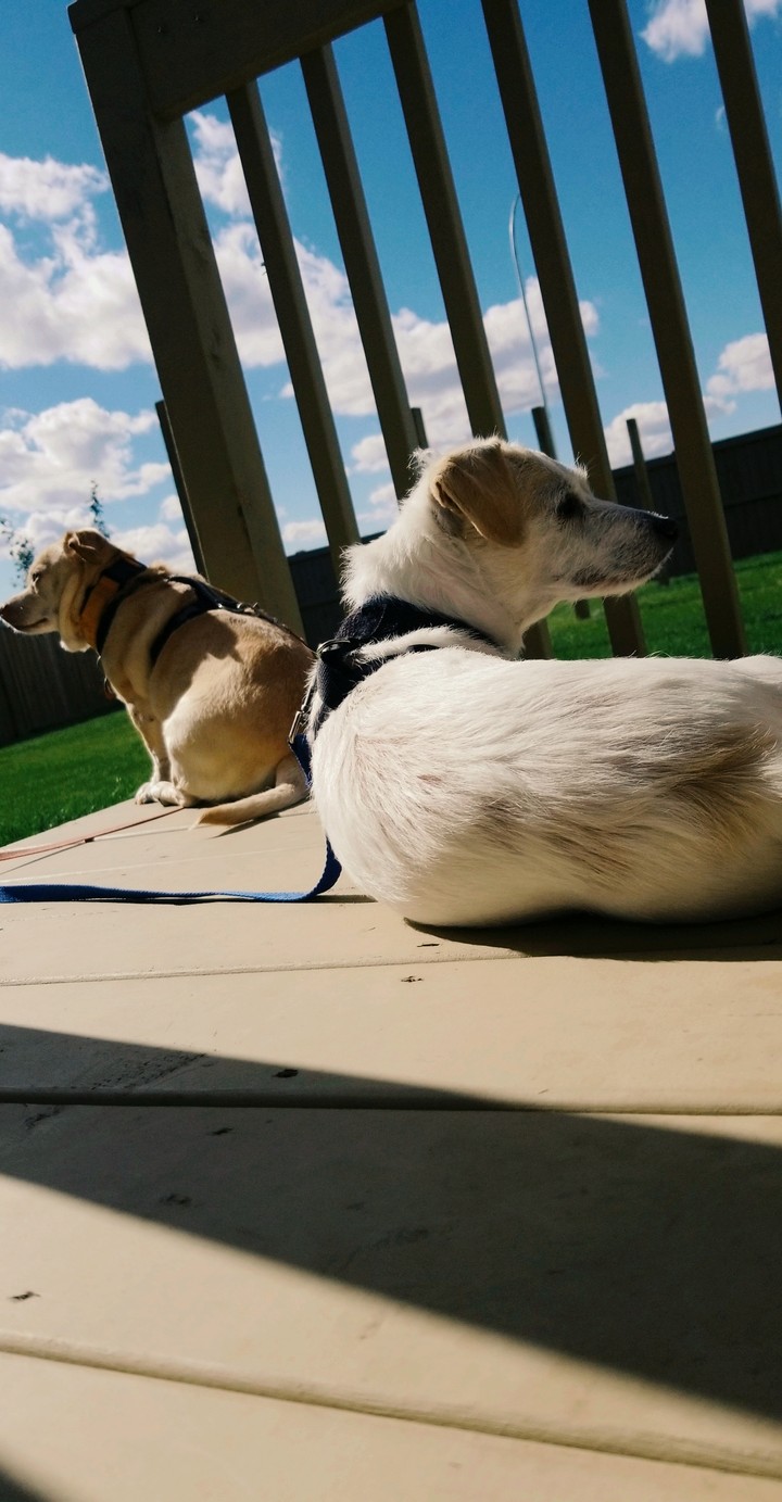 puppys