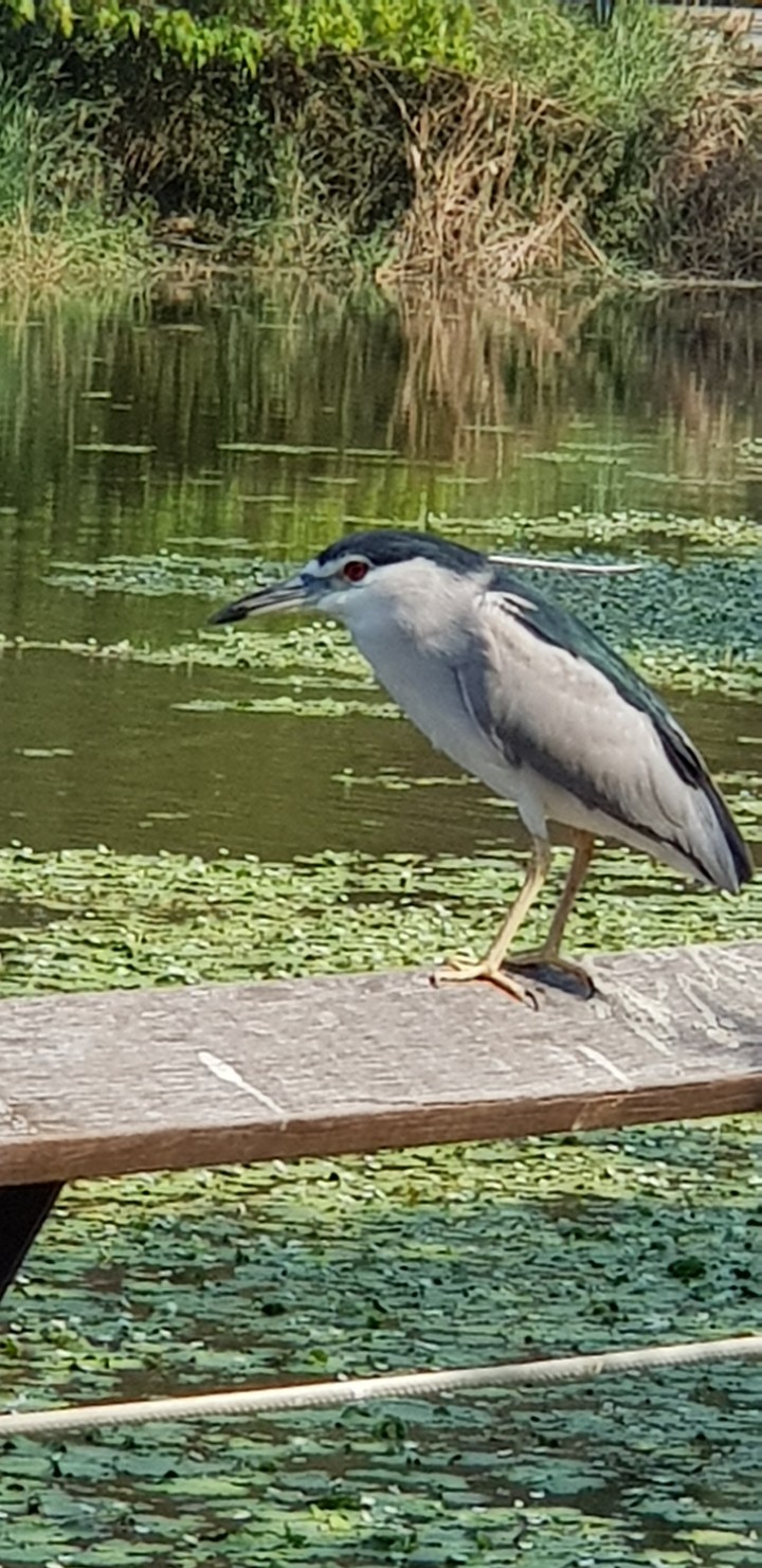 Black-crowned Night Heron