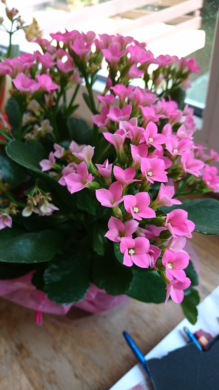 Pink flowers are awesome!