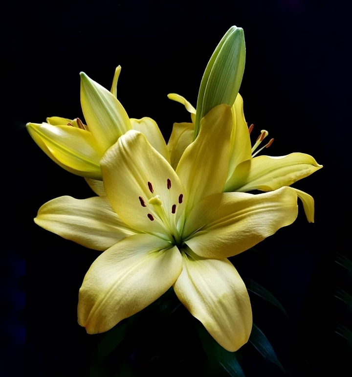 lillium