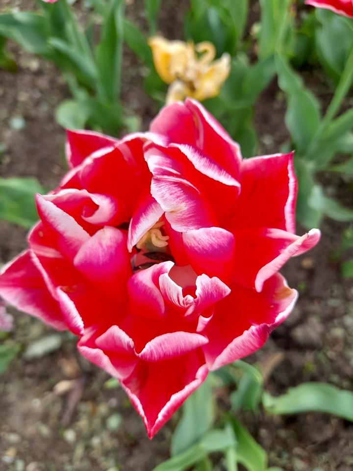 tulip