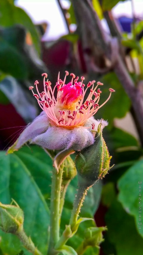 pollen