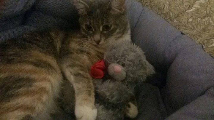 kitten
