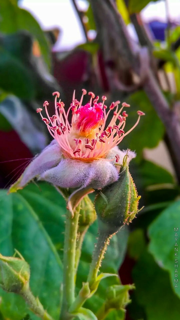 pollen