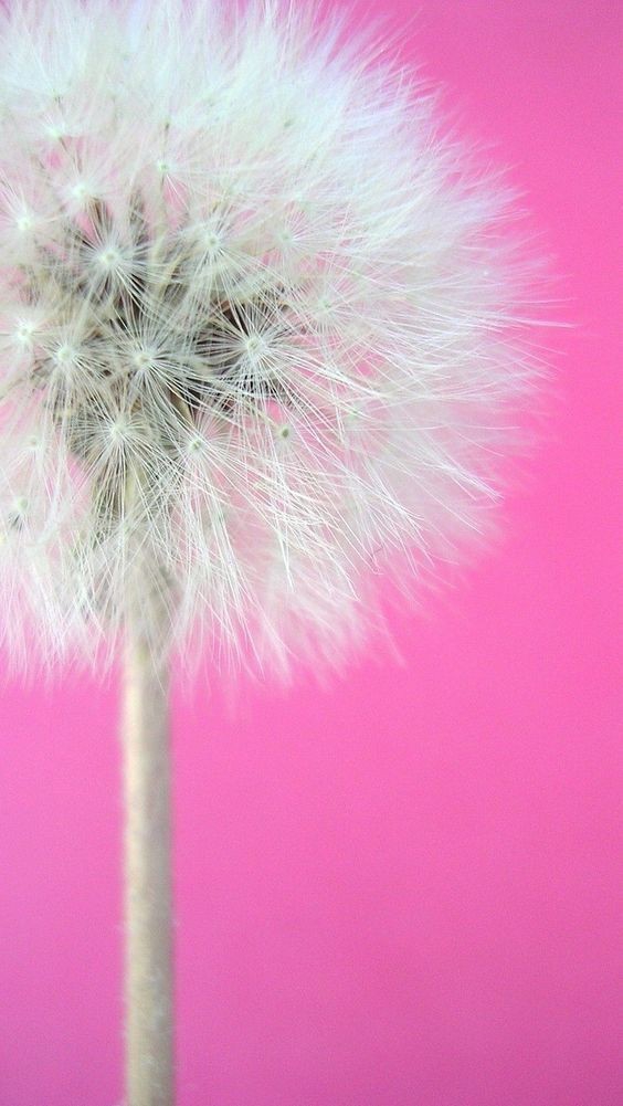 a type of flower