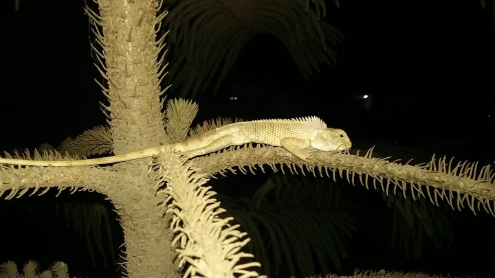Chameleon