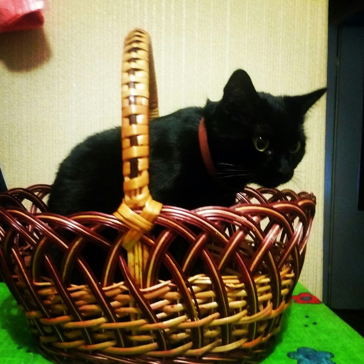 Кошечка в корзинке