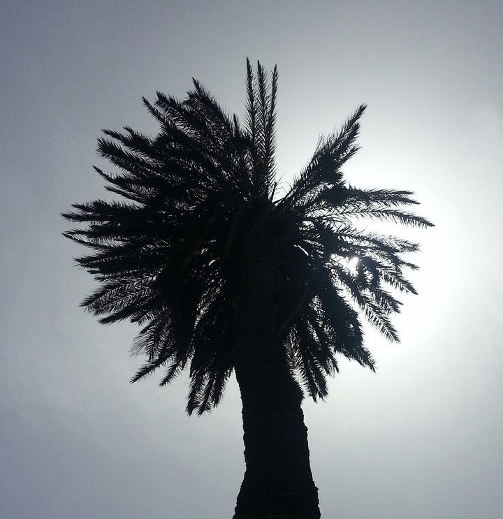 lone palm
