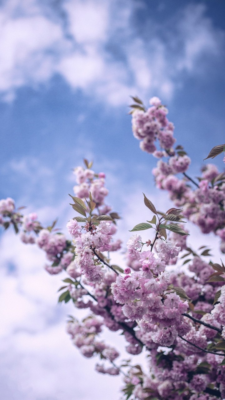 Pink , green , white , blue...