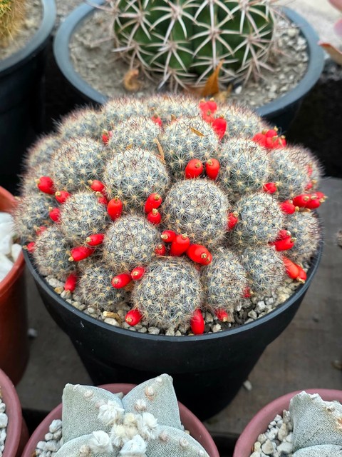 sfondi flowerpot, houseplant