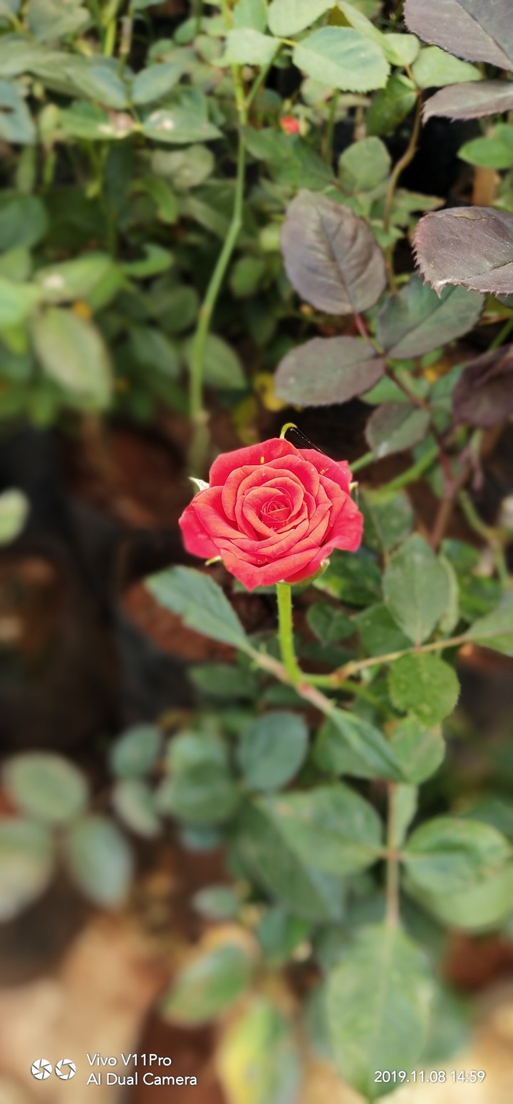 rose