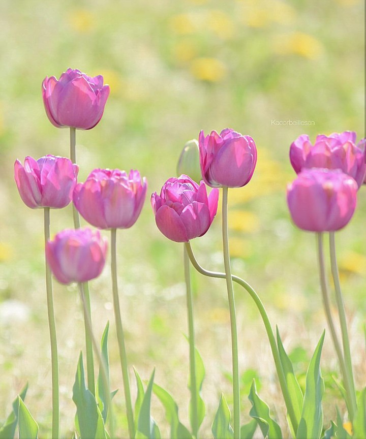 soft purple