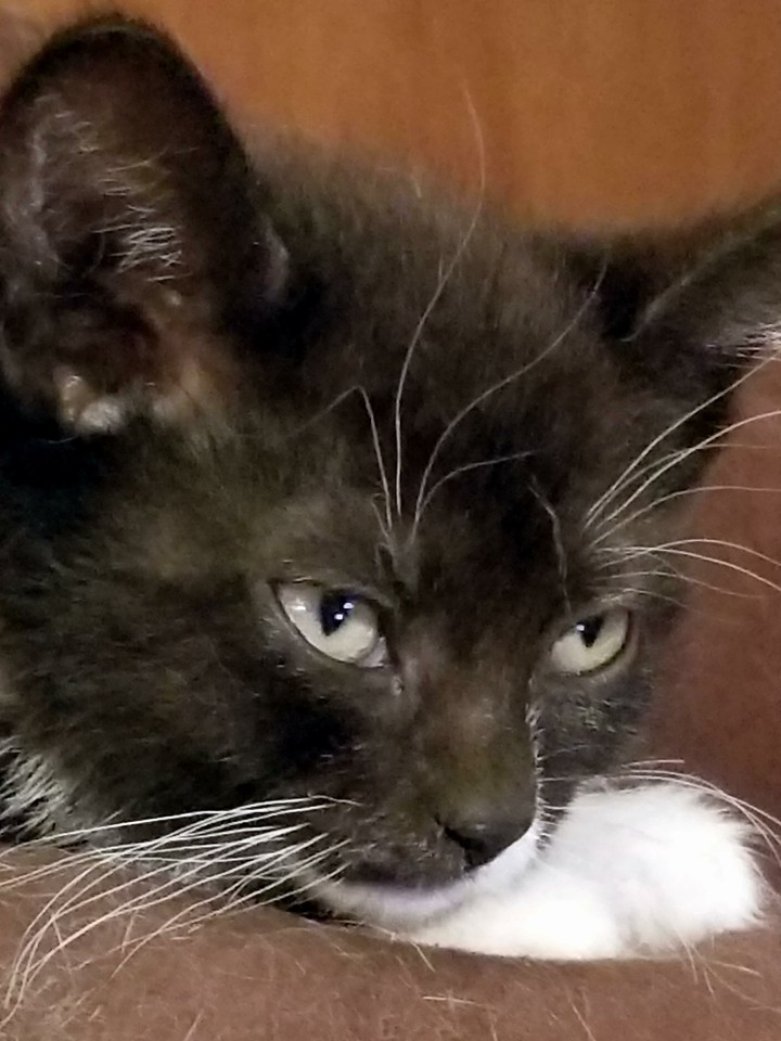 Pretty kitty