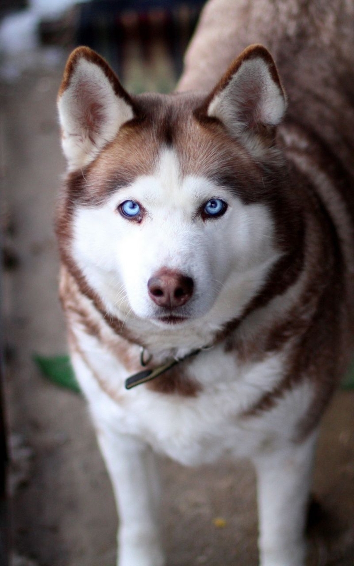 husky Wolfdog dog