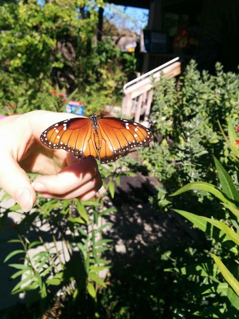Monarch