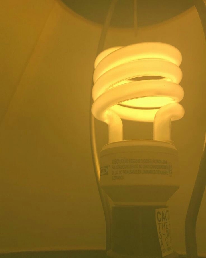 Light Bulb