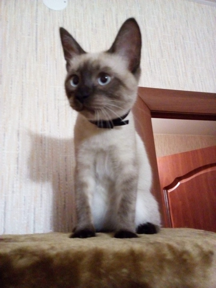 Дымок подрос