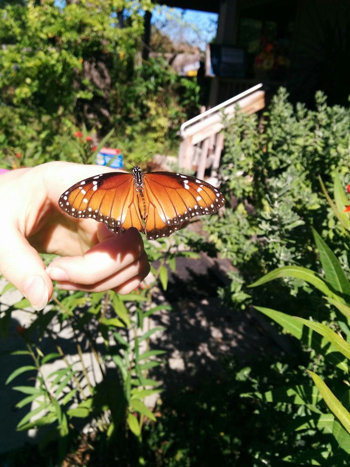 Monarch