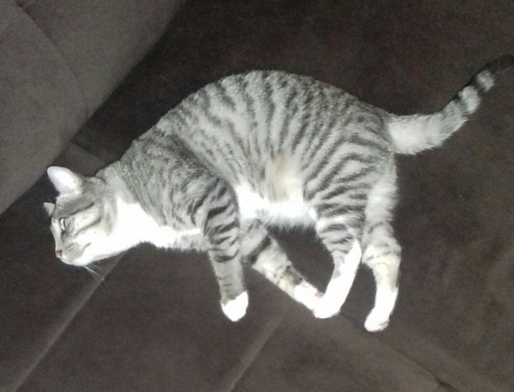 котик