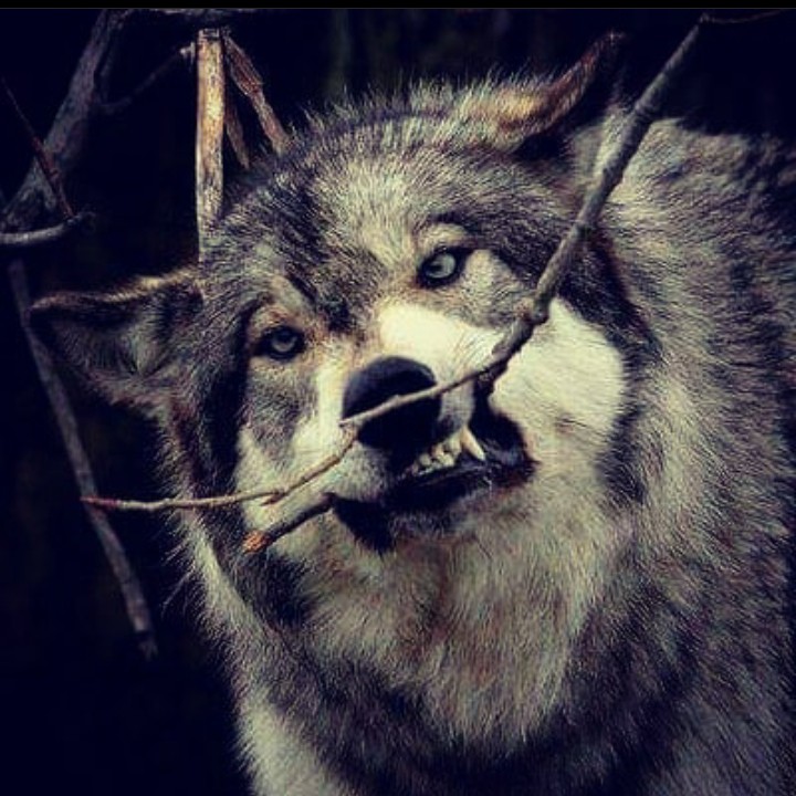 WoołF