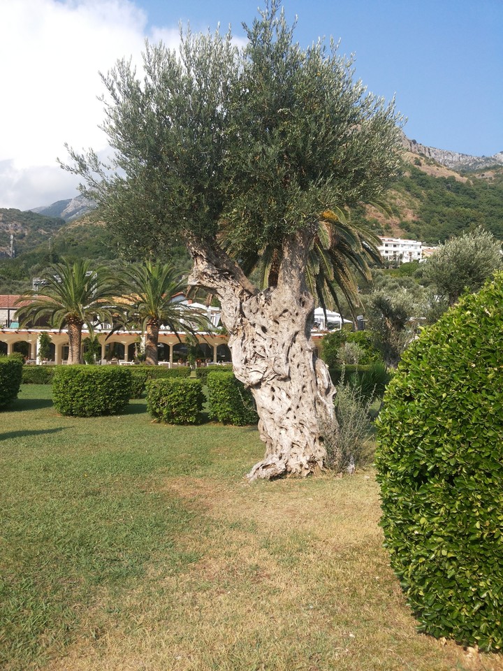 Olive_tree