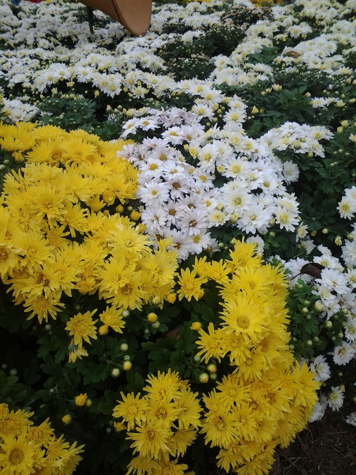 flowers