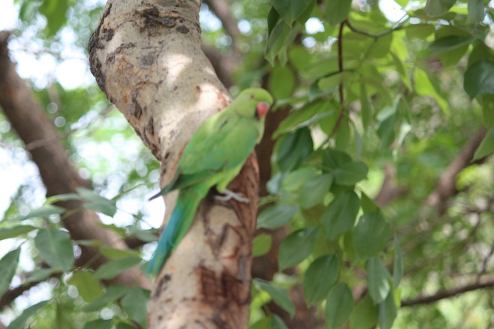 PARROT