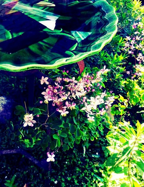 summer garden