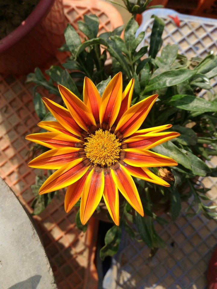 tulip