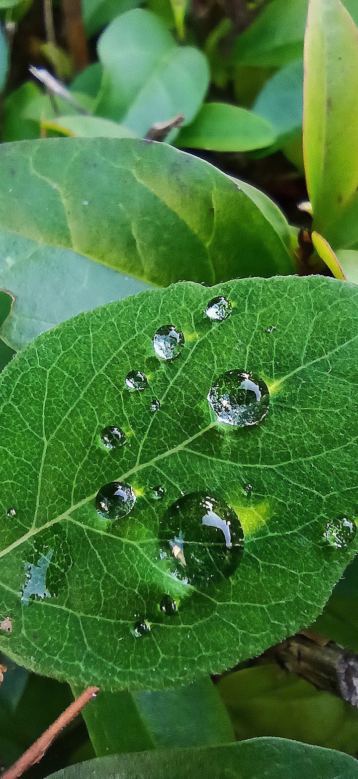 dew water_drops leavs green
