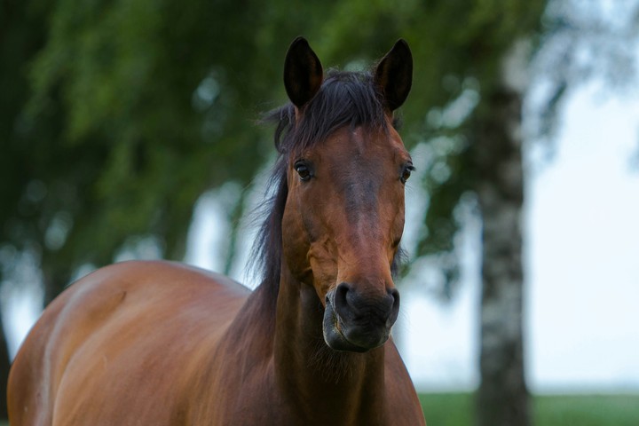 Browni