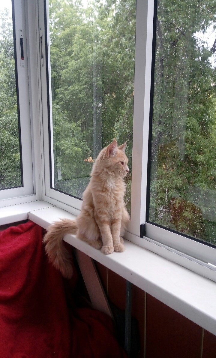 кот