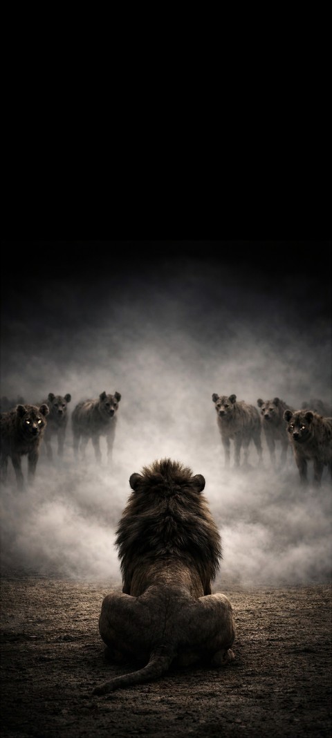 шпалери felidae, Safari