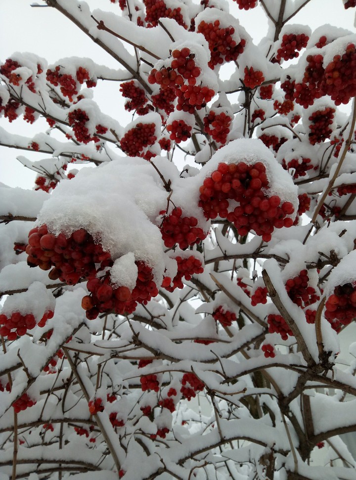 guelder rose and snow