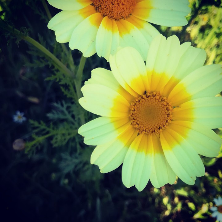 flowers